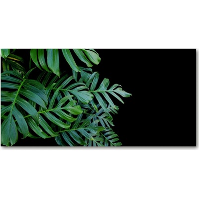 Foto obraz fotografie na skle Monstera 100x50 cm