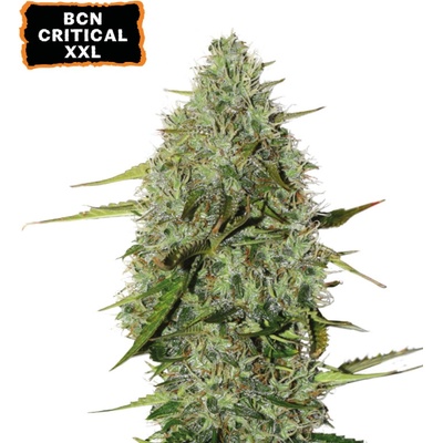 Seedstockers BCN CRITICAL XXL AUTO semienka neobsahujú THC 100 ks