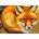 Enjoy - Puzzle Red Fox Closeup - 1 000 piese