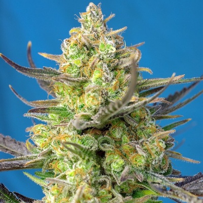 Sweet Seeds Sweet Cheese XL AUTO semena neobsahují THC 25 ks