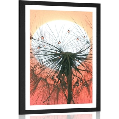 Plakát s paspartou pampeliška při západu slunce - 30x45 black