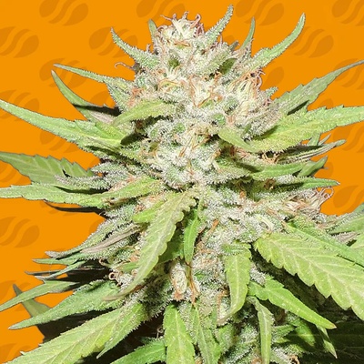 Original Sensible Seeds Wedding Cake semienka neobsahujú THC 50 ks