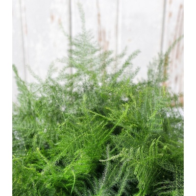 Chřest hustokvětý - Asparagus plumosus - osivo okrasného chřestu - 5 ks