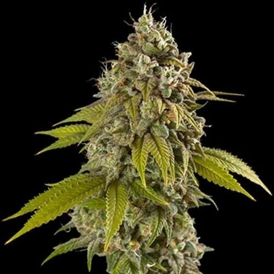 Spliff Seeds Gelato semena neobsahují THC 5 ks