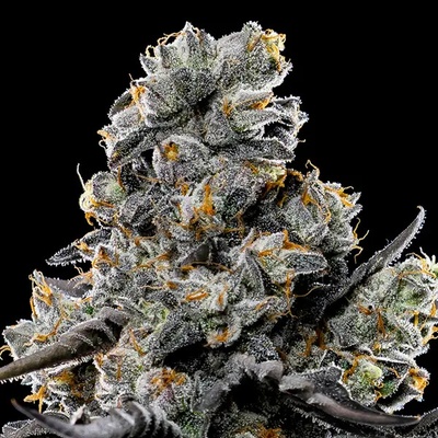 Anesia Seeds Violet Face semienka neobsahujú THC 10 ks