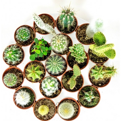 Gardners Kaktus mix, průměr 6 cm