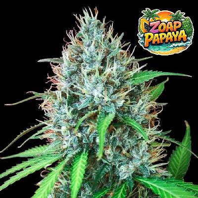 Ganja Farmer Zoap Papaya Fast semienka neobsahujú THC 3 ks