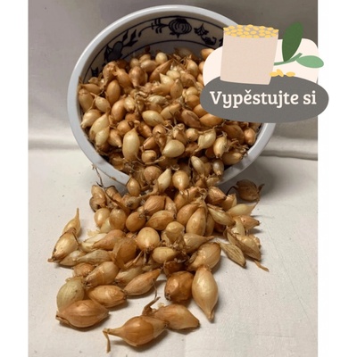 Cibule sazečka Všetana, 250 g
