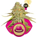 Royal Queen Seeds OG Kush semena neobsahují THC 3 ks