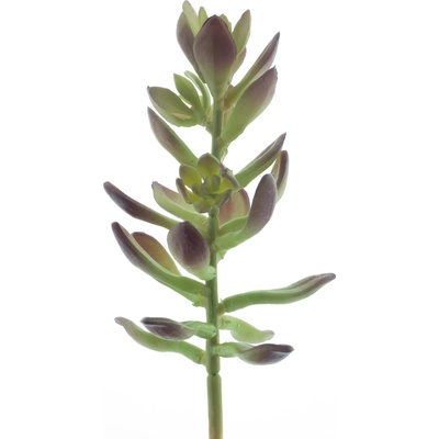 Sukulent „Sinocrassula Guanita“ červeno-zelený 20 cm