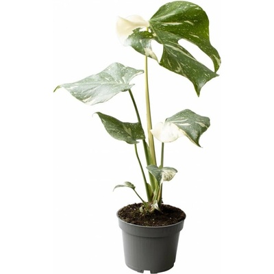 Monstera, Monstera deliciosa Thai Constellation, panašovaná, průměr květináče 17 cm