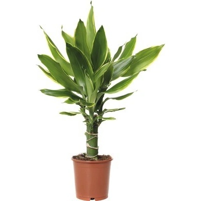Dračinec FloraSelf Dracaena fragrans 'Golden Coast' 40-50 cm květináč Ø 11 cm