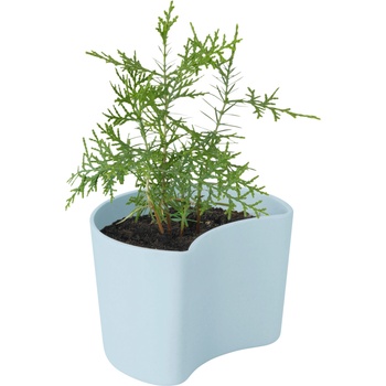 RIG-TIG Саксия Your Tree с борови семена небесносиня (Z00136-3)