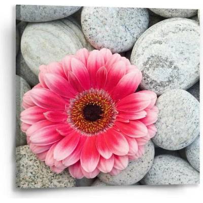Sablio Obraz Gerbera na kamenech - 50x50 cm