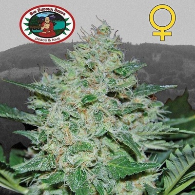 Big Buddha Seeds Freeze Cheese 89' semena neobsahují THC 5 ks