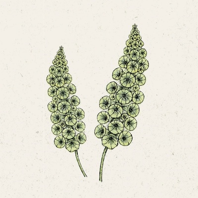 Jora Dahl Moluccella laevis 1 ks