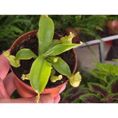 Mäsožravá rastlina Nepenthes