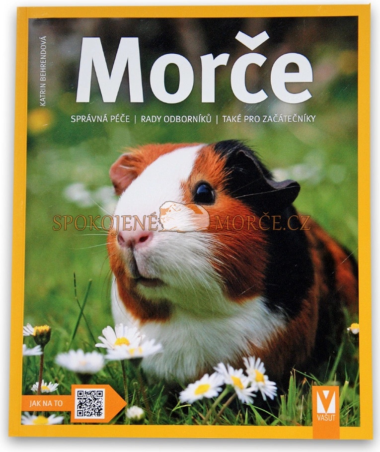 Morče
