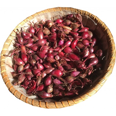 Nohel Garden Cibule sazečka Karmen váha: 500g
