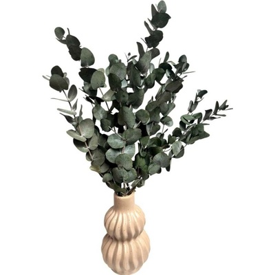 Stabilizovaný eukalyptus ESPIRAL, kytice/svazek šedozelených větviček 70g – Zboží Dáma