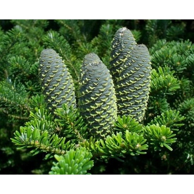 Abies koreana Prodejní velikost: 040/060, Velikost hrnku: 5 l