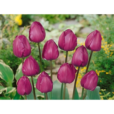 Tulipán Negrita 7 ks v balení