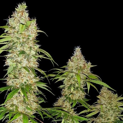 Sensi Seeds Banana Kush Cake AUTO semena neobsahují THC 3 ks