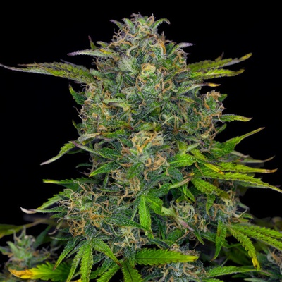 Kannabia Seeds Zkittlez Auto semena neobsahují THC 5 ks