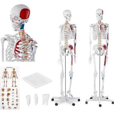 Physa Модел на скелет - в естествена размер - оцветен (phy-sk-2)