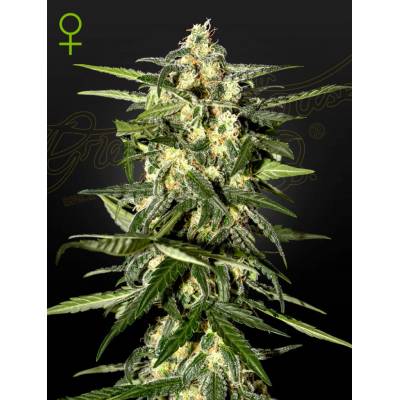 Green House Seeds Jack Herer AUTO semena neobsahují THC 3 ks