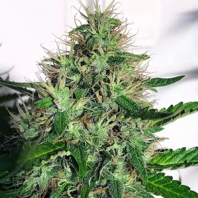 Ministry of Cannabis Cannabis Light CBD semena neobsahují THC 5 ks