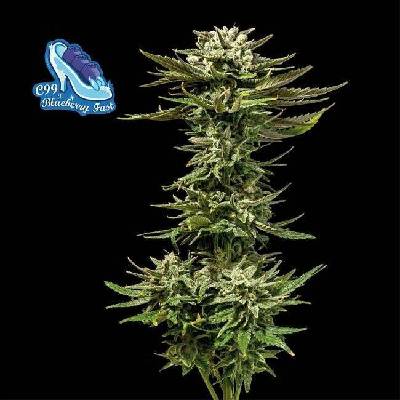 Seedsman C99 X Blueberry FAST semena neobsahují THC 3 ks