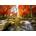Enjoy - Puzzle Autumn Waterfall - 1 000 piese