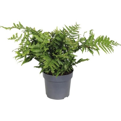 Papraď Wallichova FloraSelf Dryopteris 'Jurassic Gold' kvetináč Ø 19 cm