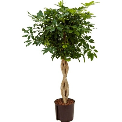 Schefflera arboricola "Compacta" 22/19 výška 120 cm