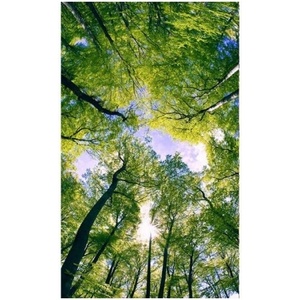 DIMEX ART Флизелинов фототапет дървета в облаците 150 x 250 см