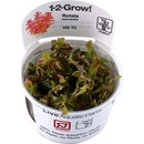 Rotala macrandra