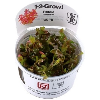 Rotala macrandra