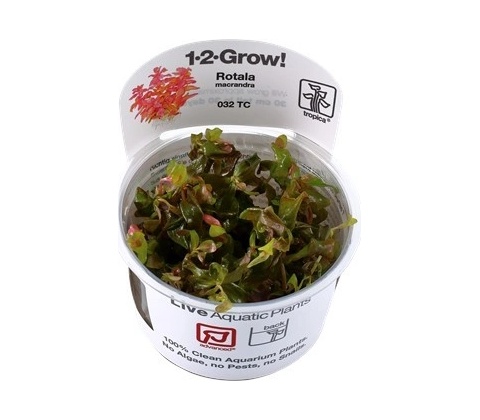 Rotala macrandra