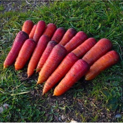 BIO Mrkev raná Rouge Sang - Daucus carota - bio osivo mrkve - 200 ks
