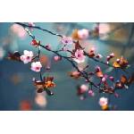 DIMEX ART Флизелинов фототапет японска череша 375 x 250 см