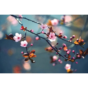DIMEX ART Флизелинов фототапет японска череша 375 x 250 см