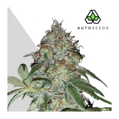Auto Seeds Sucker Punch AUTO semena neobsahují THC 5 ks