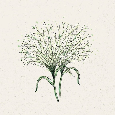 Jora Dahl Proso prútnaté "Fontaine" Panicum virgatum 1 bal.