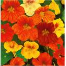 Kapucínka nízka zmes farieb - Tropaeolum majus nanum - semená - 10 ks