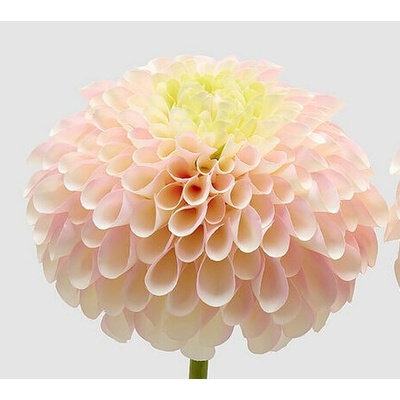 Umělá květina Jiřina Jumbo růžová/oranžová 1ks, 70x20 cm - Světle oranžová