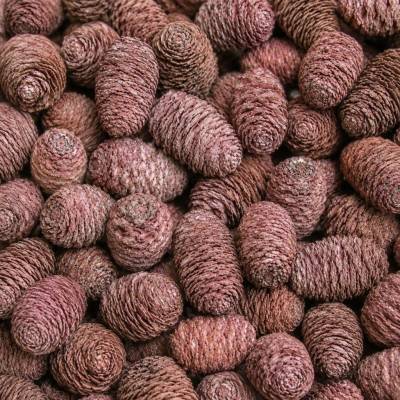 SABULOSUM LOOSE FROSTED APRICOT POLY BAG ( 1 kg )