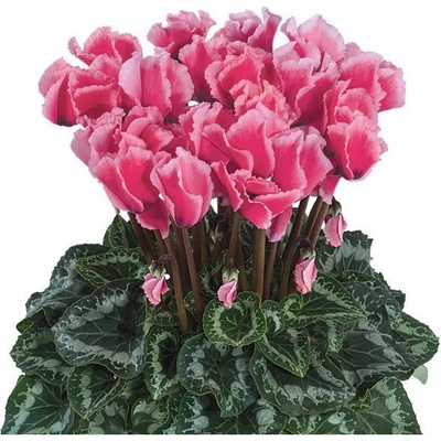 Cyklamén perzský Halios Curly Rose F1 - Cyclamen persicum - predaj semien - 6 ks