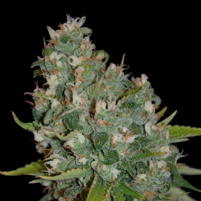G13 Labs Seeds OG 13 semena neobsahují THC 5 ks