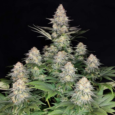 Buddha Seeds Kraken semienka neobsahujú THC 25 ks